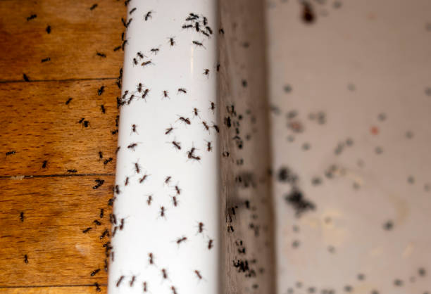 Best Wasp Removal Services  in Lehigh Acres, FL